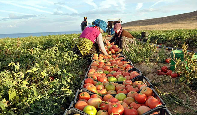 TARIM İHRACATINDA HEDEFLER BÜYÜK