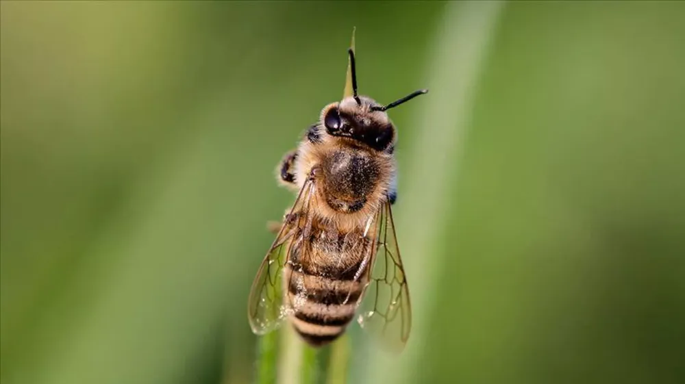 ARILAR IŞIK SİNYALLERİNDEN MESAJ ÇIKARIYOR
