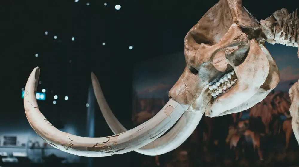 40 BİN YIL DONAN MAMUTLARIN SON ANLARI RNA