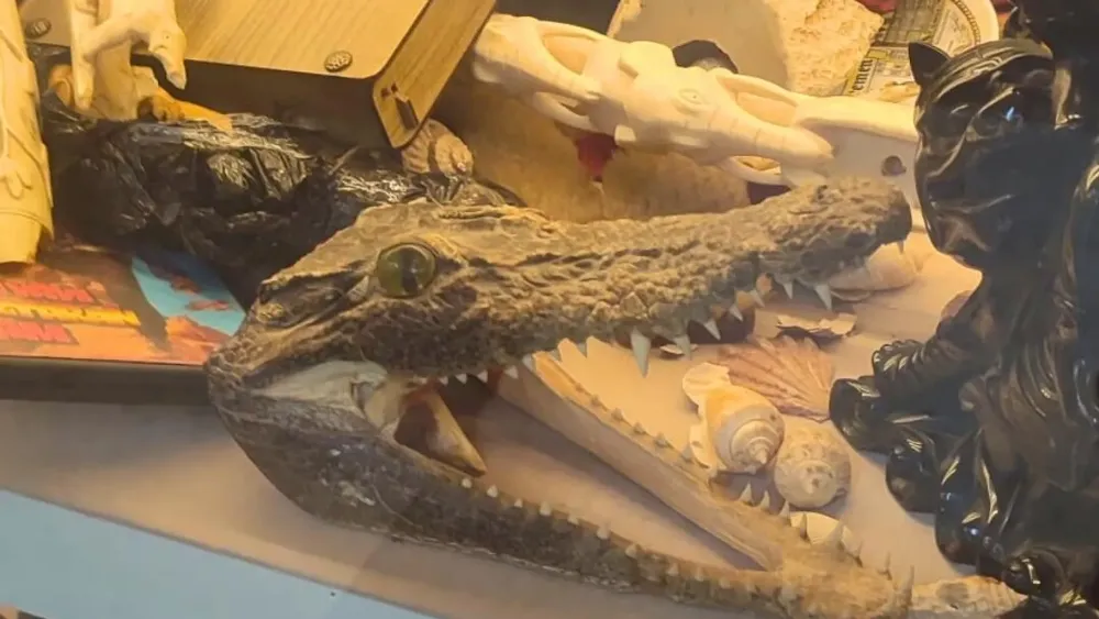 YASA DIŞI YABAN HAYATI ÜRÜNLERİNE OPERASYON