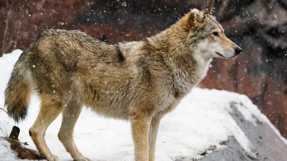 KÖPEKLERİN GENETİK SIRRI