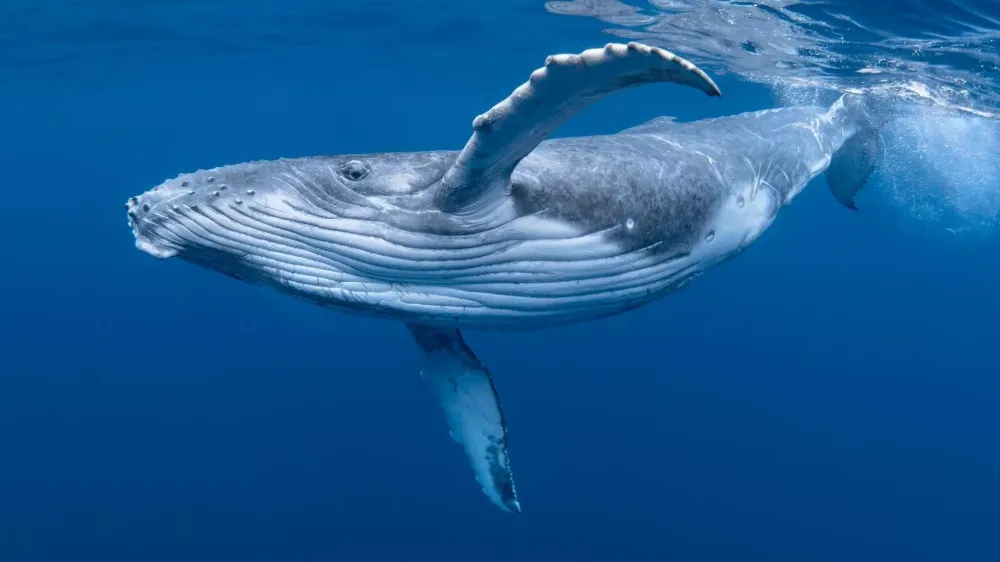 İNSAN ÖMRÜNÜ UZATABİLECEK GENETİK İPUCUGRÖNLAND BALİNALARINDAN ÇIKTI