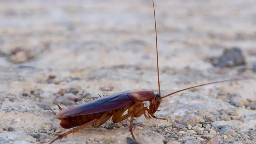 EVLERDE GİZLİ TEHLİKE 