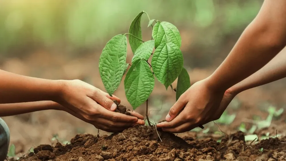 BU YIL 550 MİLYONA YAKIN FİDAN TOPRAKLA BULUŞACAK