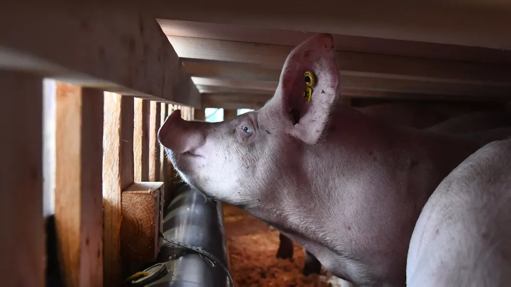 AFRİKA DOMUZ VEBASI İSPANYA