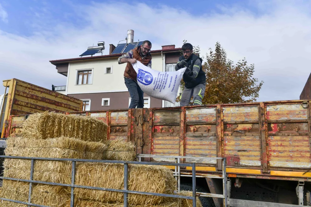 ABB’NİN KIRSAL KALKINMA DESTEKLERİ SÜRÜYOR:MANDA YETİŞTİRİCİLERİNE ÜCRETSİZ KABA YEM DESTEĞİ   