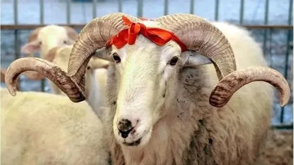 KURBAN BAYRAMI 