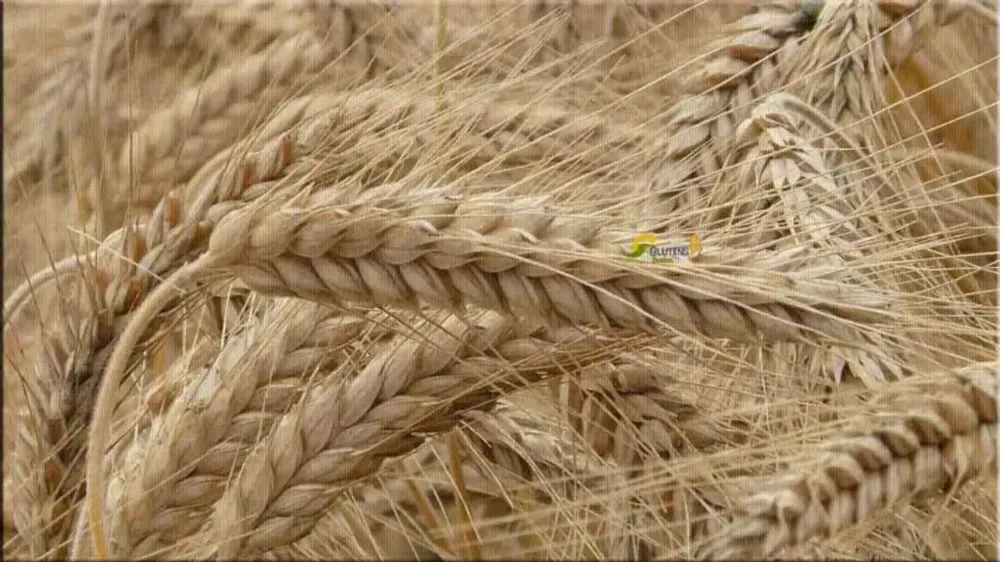 TÜRKİYE