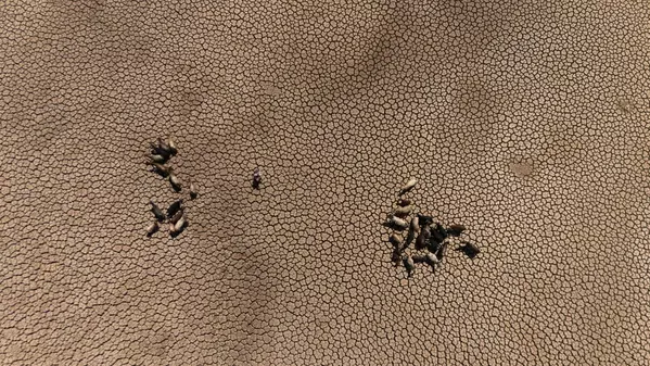 Mazıdağı’nda gölet kurudu: Balıklar öldü, köylüler susuz kaldı