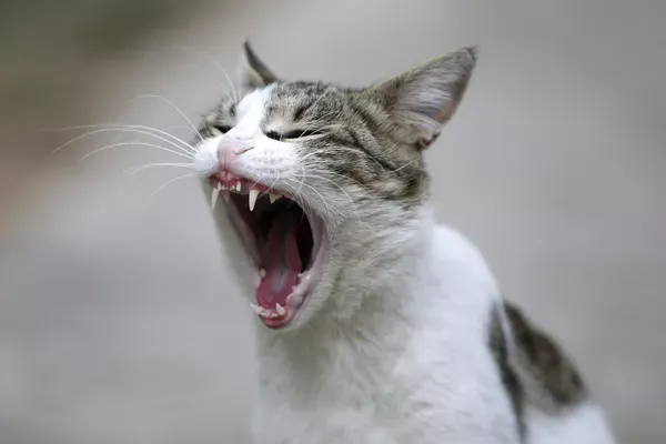 DÜNYA KEDİLER GÜNÜ