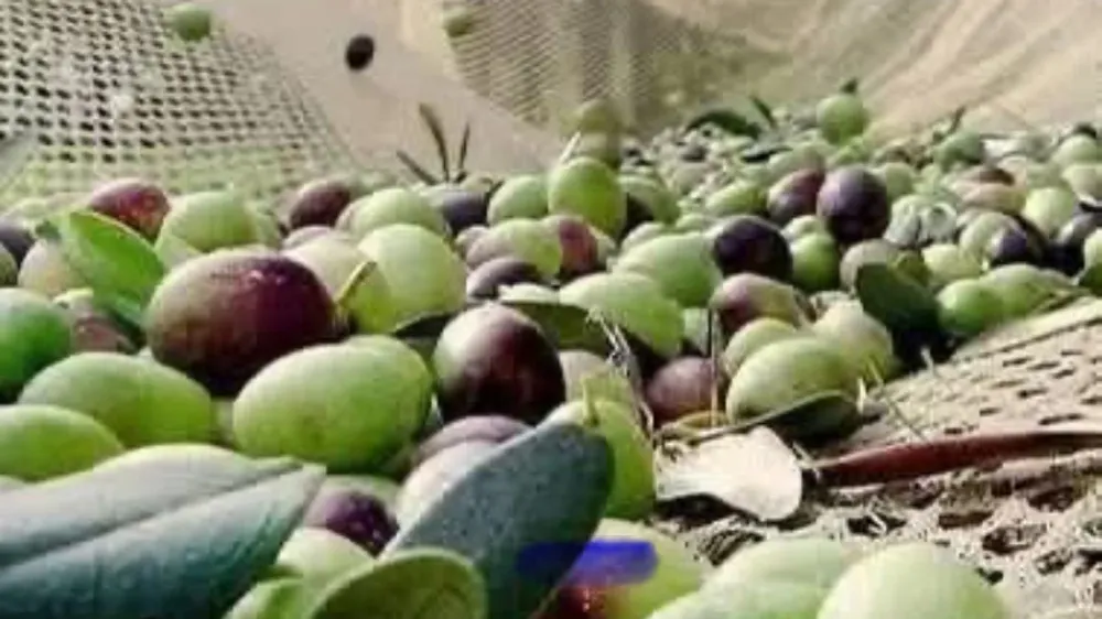 ZEYTİN DÖKÜLMELERİNE DİKKAT