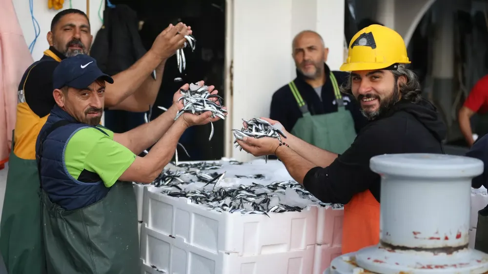 HAMSİ BOLLUĞU TEZGAHLARIN YÜZÜNÜ GÜLDÜRDÜ